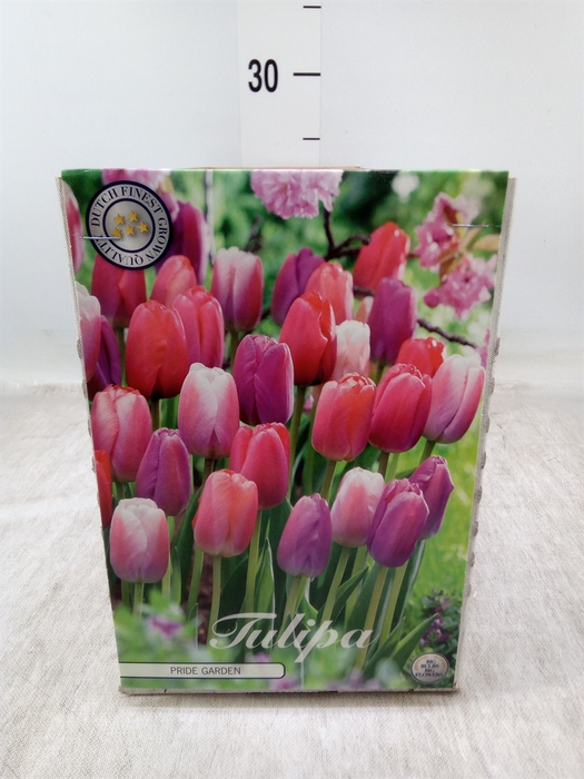 <h4>Tulipa   ...flowerbulbs</h4>