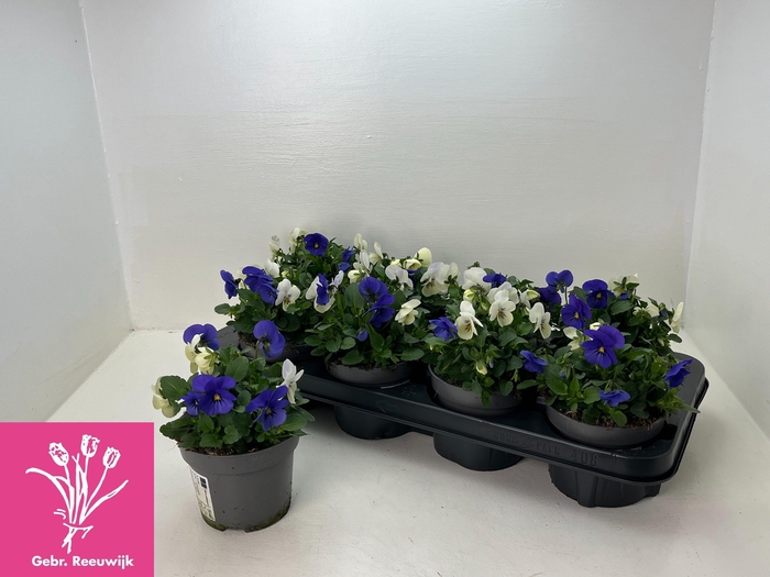 <h4>VIO TRICOLOR</h4>