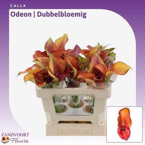 Calla Odeon | Dubbelbloemig