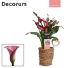 Zantedeschia Roze in Ompot Ruby LOVE (Decorum)
