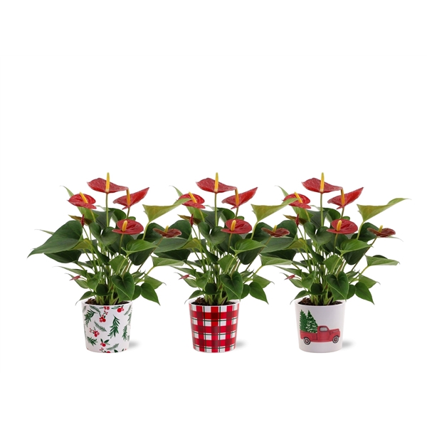 <h4>Anthurium Diamond Red in Noel ceramics</h4>