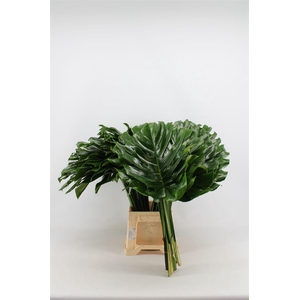 Monstera Blad 55cm Oe