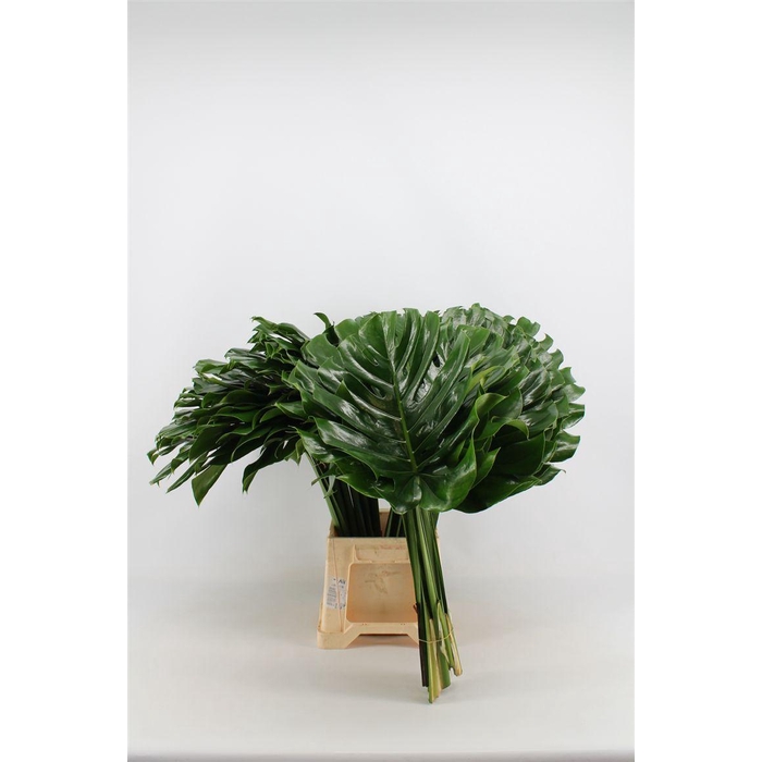 <h4>Monstera Blad 55cm Oe</h4>