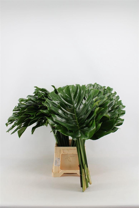 Monstera Blad 55cm Oe
