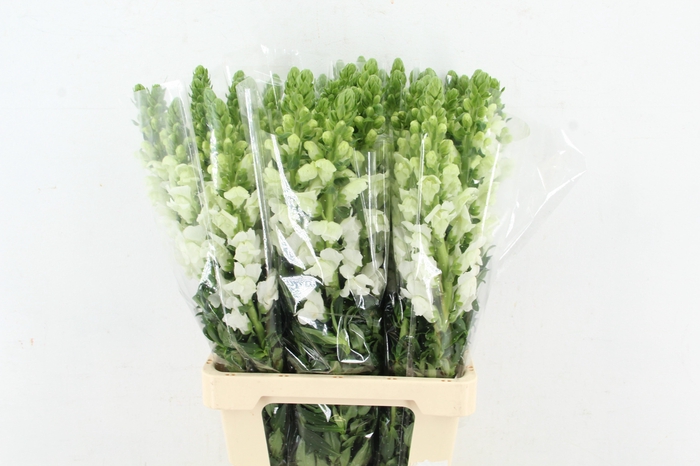 <h4>ANTIR POTOMAC WHITE</h4>