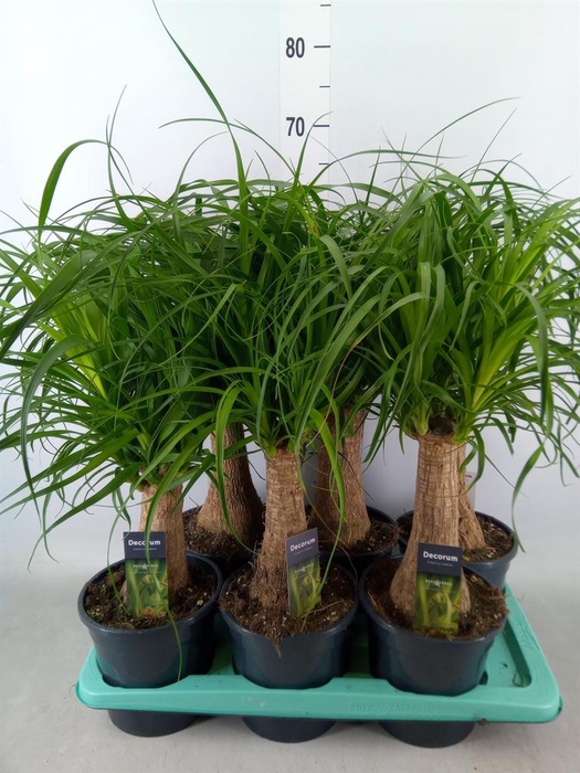 <h4>Beaucarnea recurvata</h4>