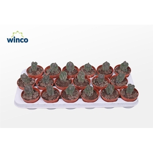 Crassula Buddha's Temple XL