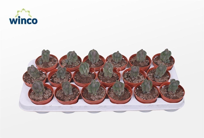 Crassula Buddha's Temple XL