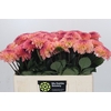 Dahlia Chanel