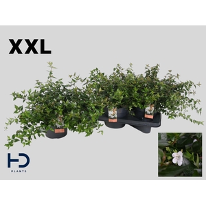 Abel Grandiflora
