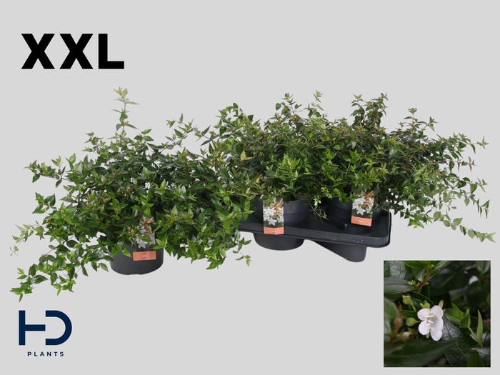 <h4>ABEL GRANDIFLORA</h4>