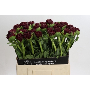 Paeonia Old Faithful