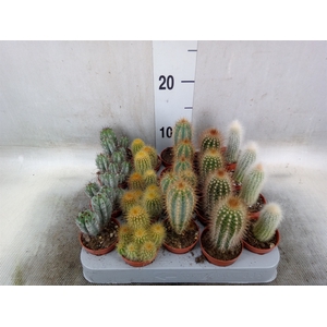 Cereus   ...