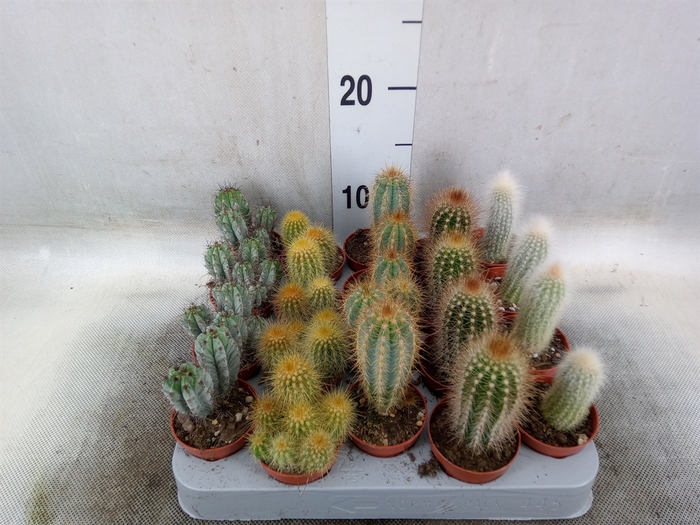 <h4>Cereus   ...</h4>