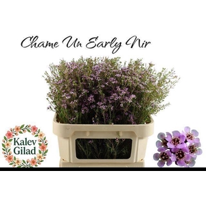 Chamelaucium uncinatum 'Early Nir'