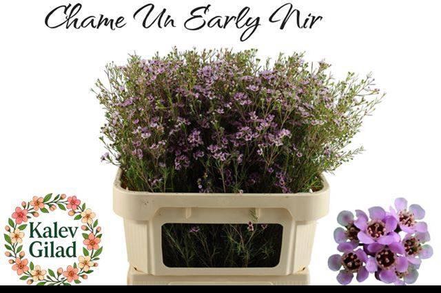 <h4>Chamelaucium uncinatum 'Early Nir'</h4>