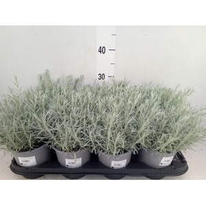 Helichrysum italicum