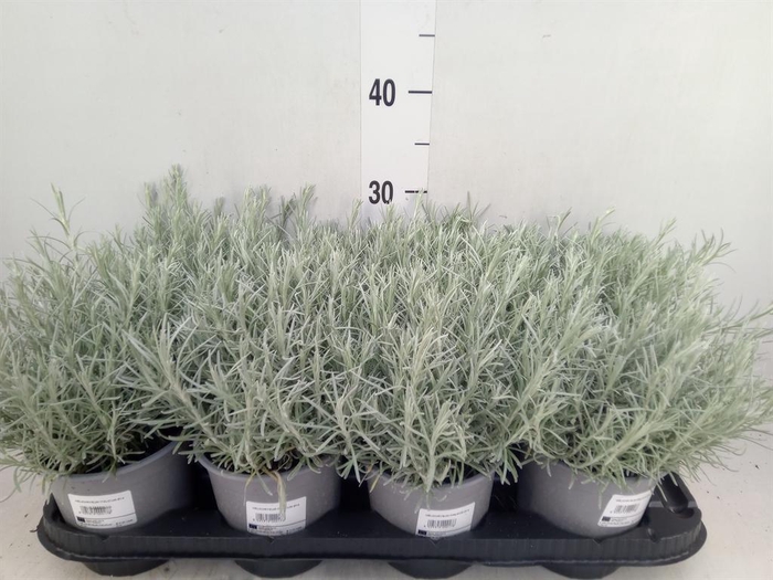 <h4>Helichrysum italicum</h4>