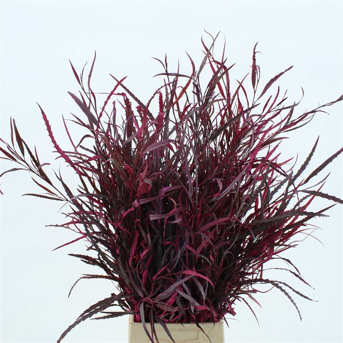 <h4>Grevilea Klb Cerise</h4>