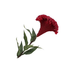 Celosia Red