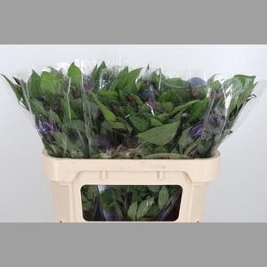 Clem Di Bl Pirouette