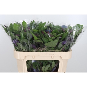 Clem Di Bl Pirouette
