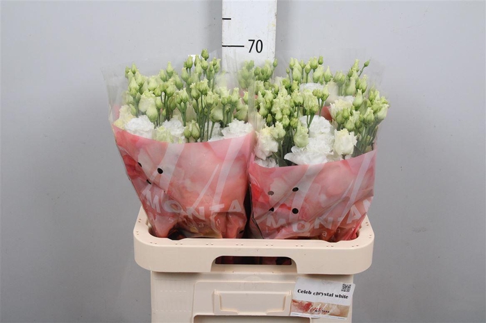 <h4>Eus G Celeb Chrystal (x40)</h4>