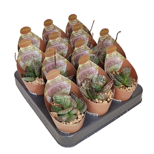 ADROMISCHUS RUPICOLA - COLLECTION WITH POTCOVER - POT Ø 6,5 (SUCCULENTEN)