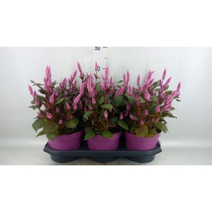 Celosia spic. 'Wild Pink'