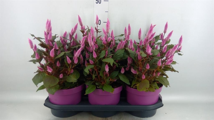 <h4>Celosia spic. 'Wild Pink'</h4>