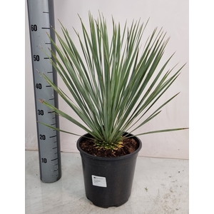 YUC ROSTRATA