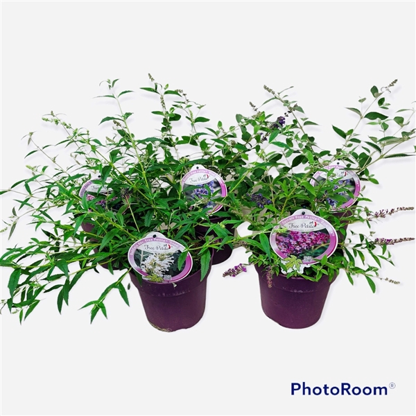 <h4>Buddleja dav. Free Petite mix P19</h4>