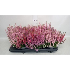 Calluna vulg. 'Beauty L WB Wonder'