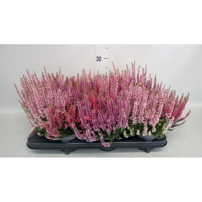 <h4>Calluna vulg. 'Beauty L WB Wonder'</h4>