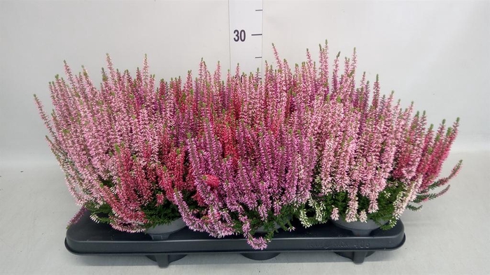 Calluna vulg. 'Beauty L WB Wonder'