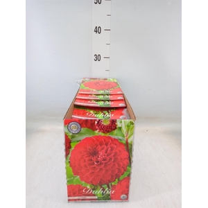 Dahlia   ...flowerbulbs