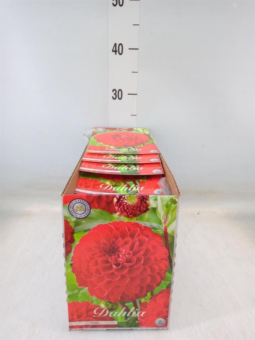 <h4>Dahlia   ...flowerbulbs</h4>