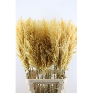 Cortaderia Super Abricose