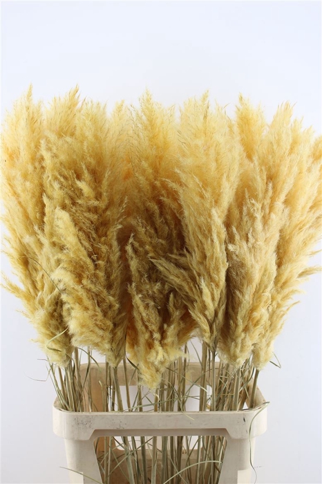 <h4>Cortaderia Super Abricose</h4>