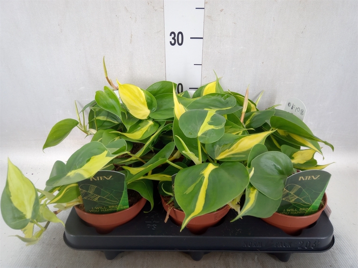 Philodendron scand. 'Brasil'