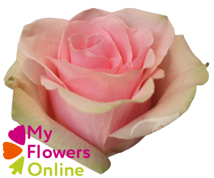 R Gr Absolute in Pink Pink 50cm EC