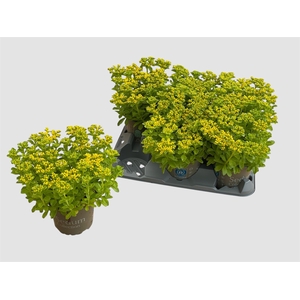 SEDUM KAMTSCHATICUM