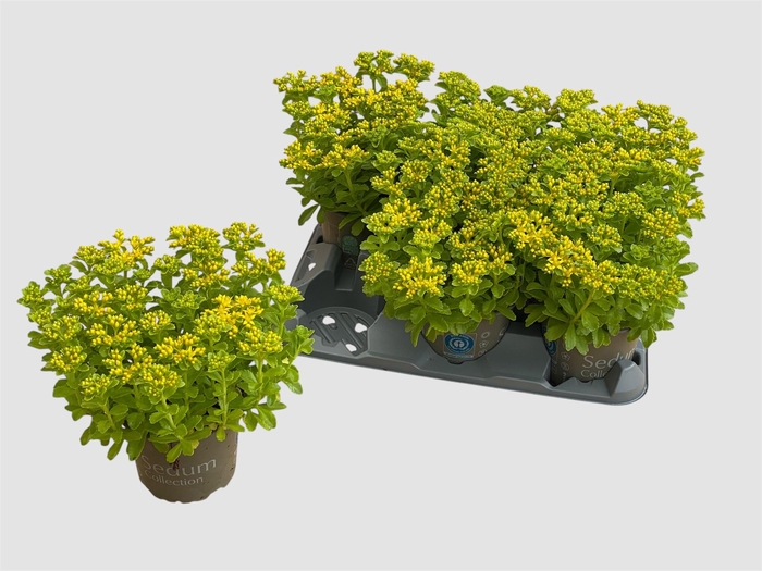 <h4>SEDUM KAMTSCHATICUM</h4>