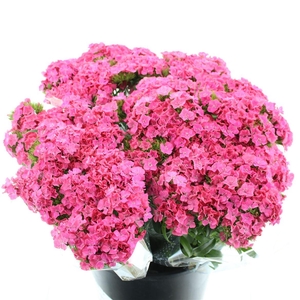 Di Barb Sweeth Pink Maxime