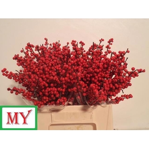 Ilex verticillata L 4