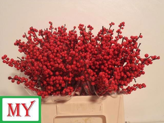 <h4>Ilex verticillata L 4</h4>