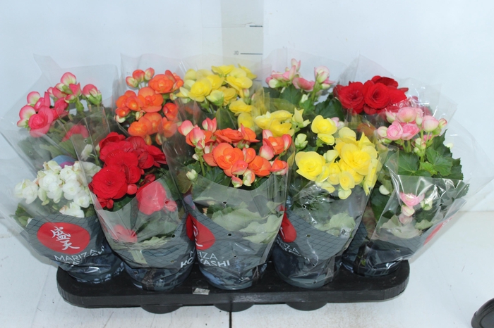 <h4>BEGONIA P11</h4>