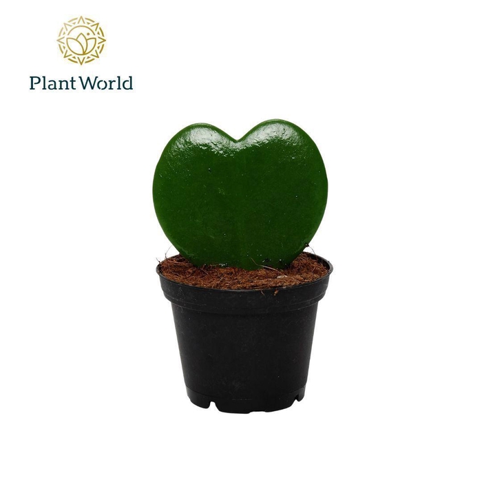 <h4>Hoya kerrii 1pp</h4>