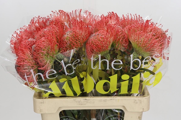 <h4>Nutans Ayoba Pink</h4>