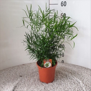 Asparagus falcatus